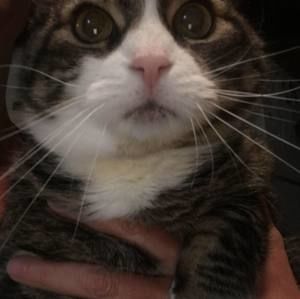 Meet your Posher, Lauri